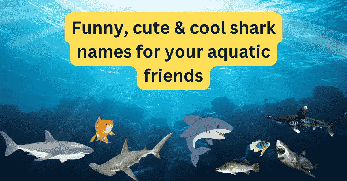 feature image of shark names post