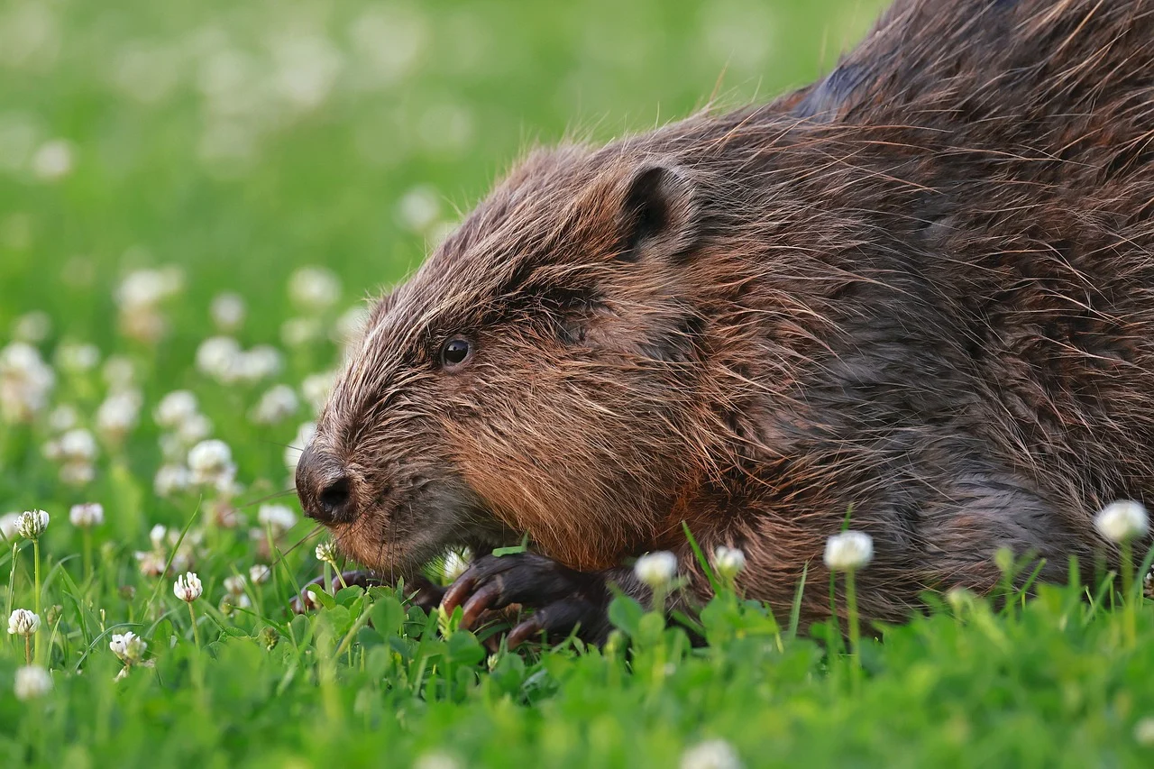 Beaver Name