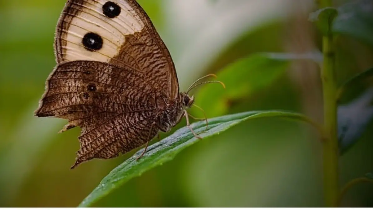 moth names