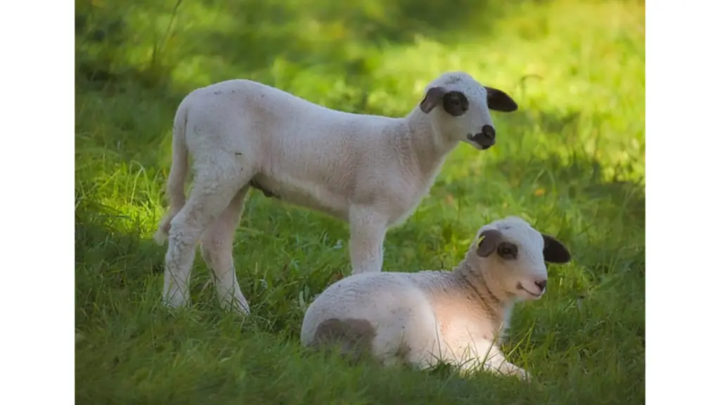 baby sheep name