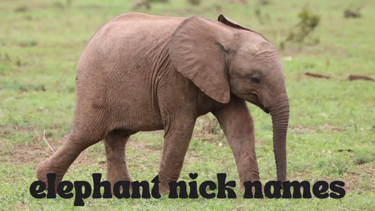 elephant names