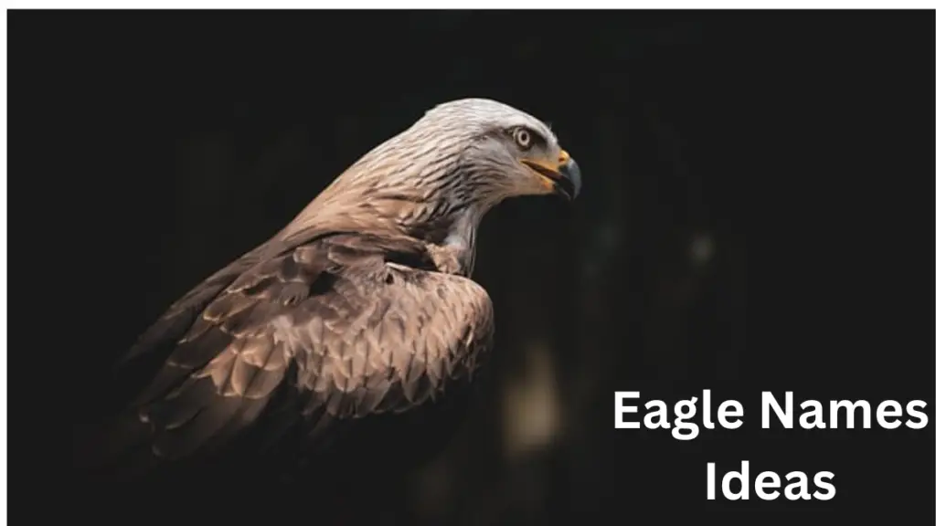 eagle names