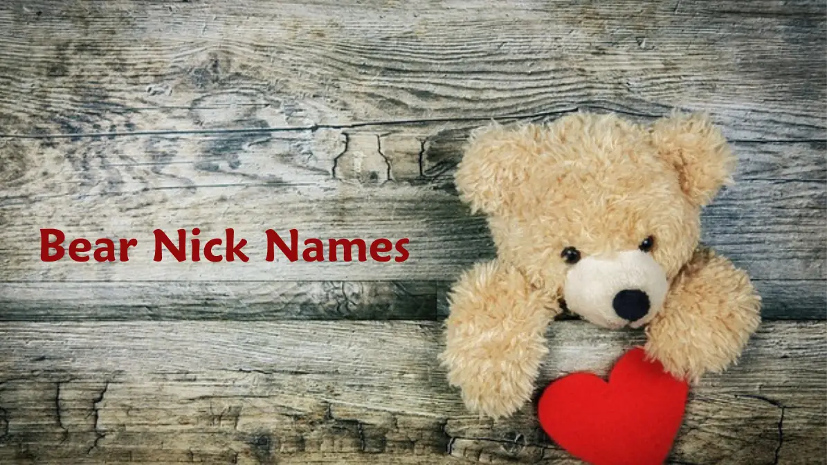 Unique Awesome and Lovely Bear Nicknames - Haha Names