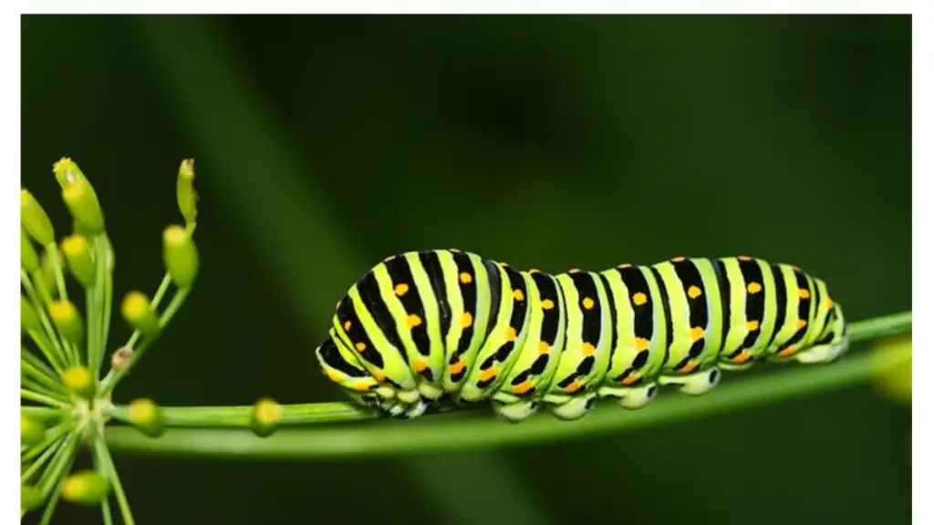 Caterpillar Names