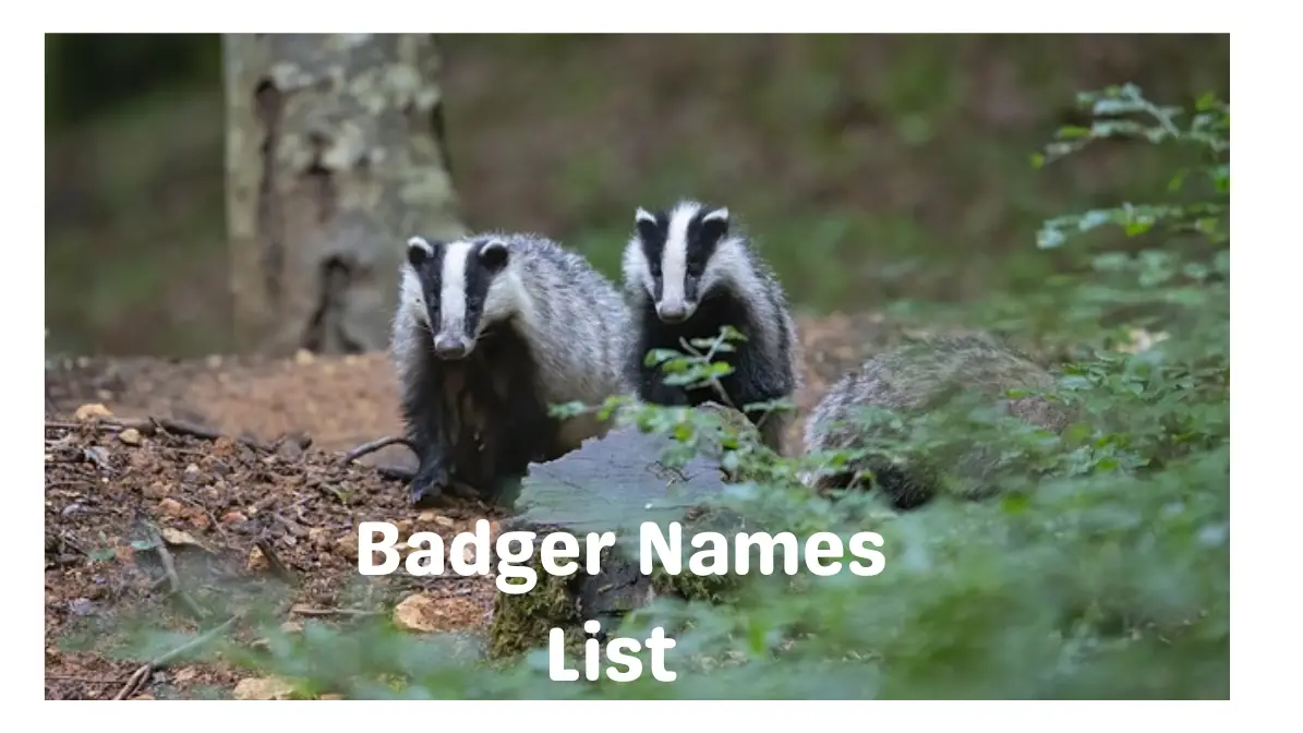 Badger Names