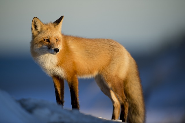 fox name 