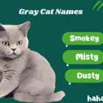 Gray Cat Names