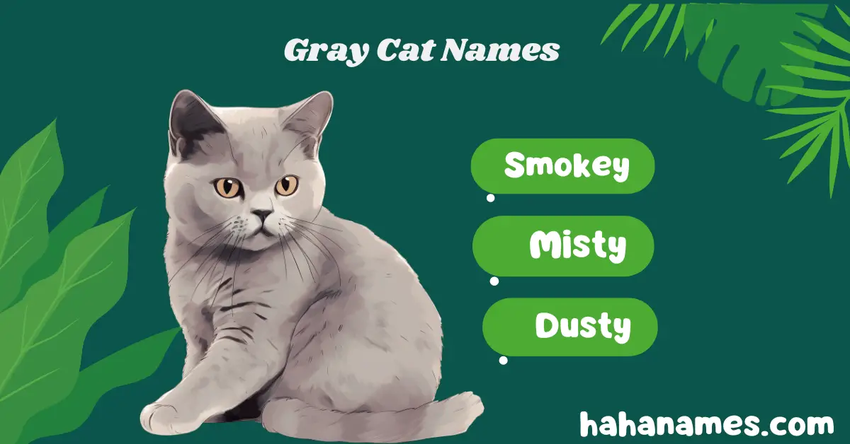 Gray Cat Names