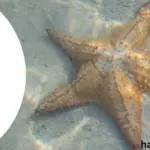 starfish names