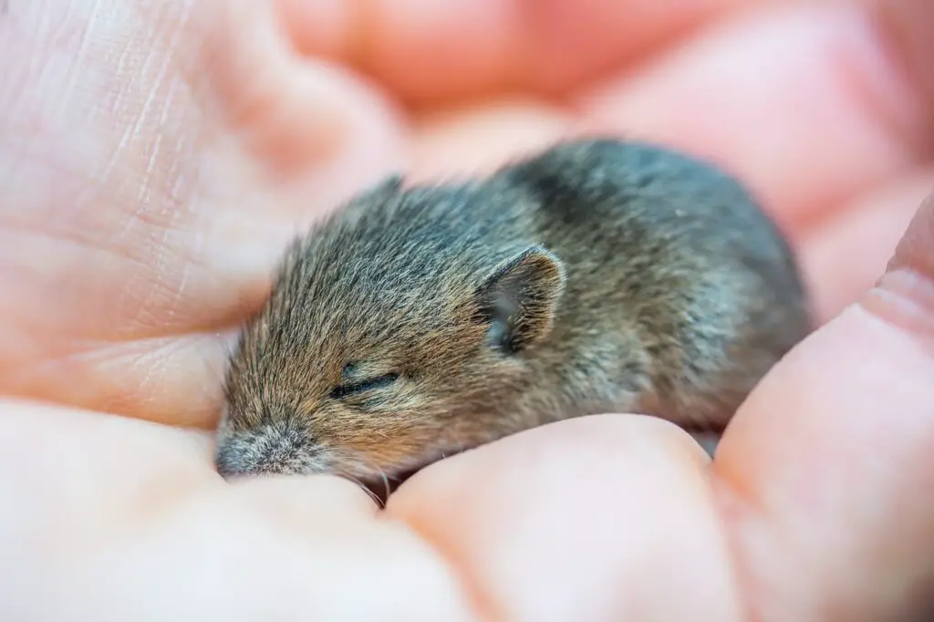 cute mouse names
