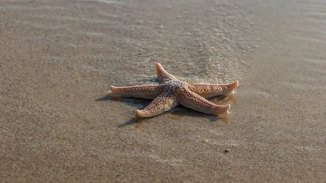 starfish names