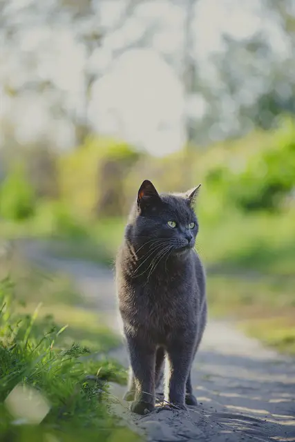 Gray Cat Names