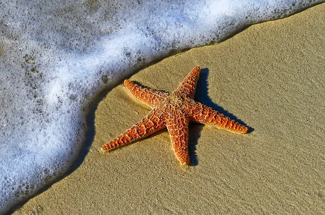 starfish names