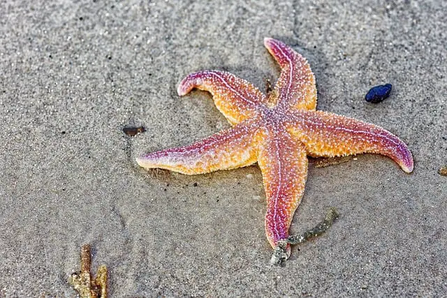 starfish names