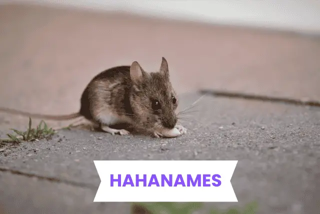 Rat Names