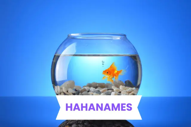 pet-fish-names/