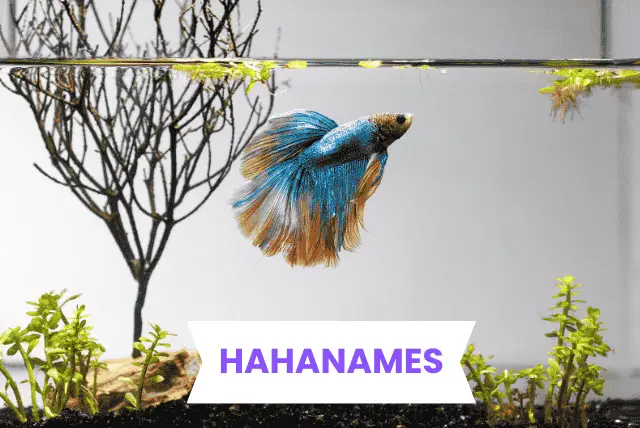 pet-fish-names/