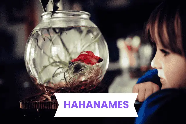 pet-fish-names/