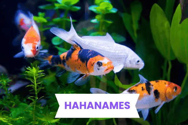 pet-fish-names/