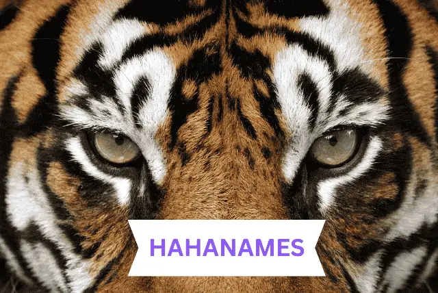 TIGER NMAES