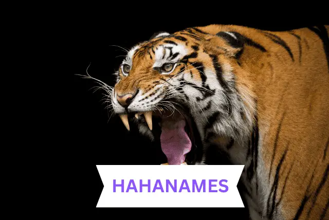 TIGER NMAES