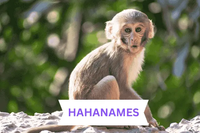 Monkey Names