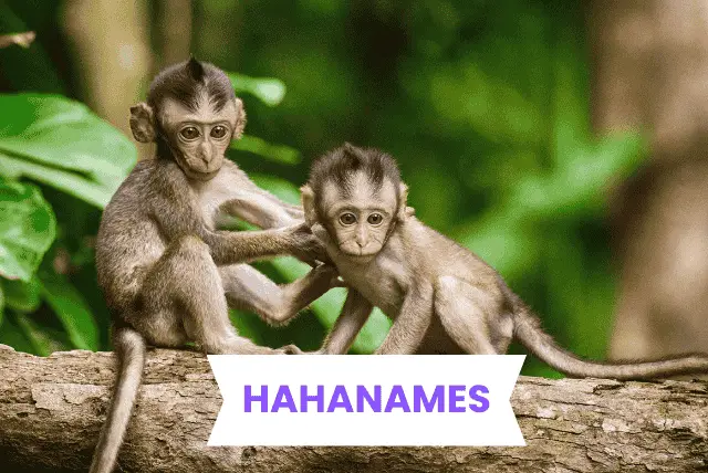 Monkey Names