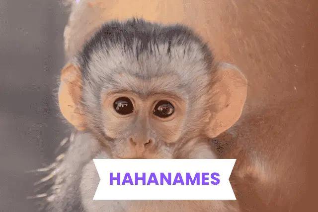 Monkey Names