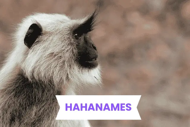 Monkey Names