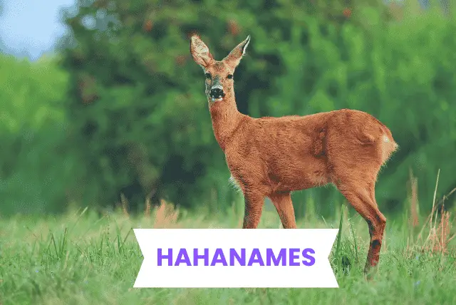 DEER NAMES