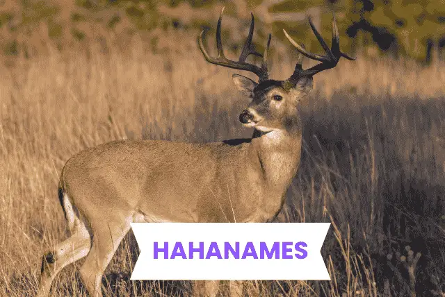 DEER NAMES