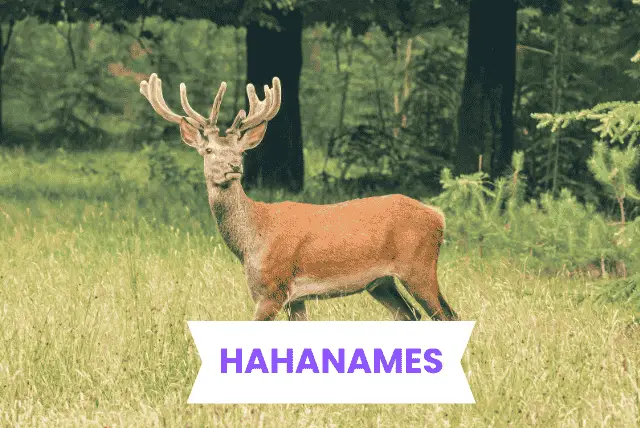 DEER NAMES