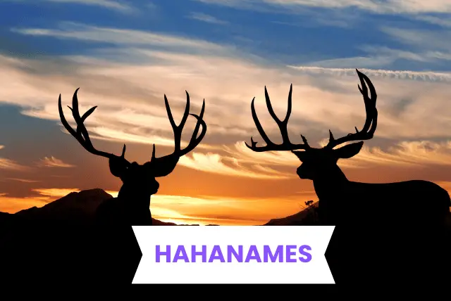 DEER NAMES