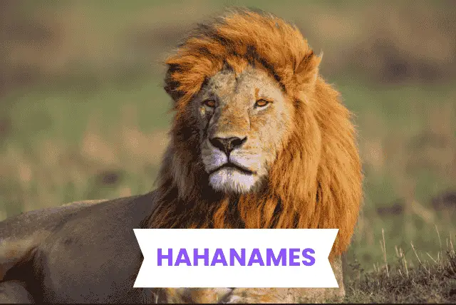 LION NAMES