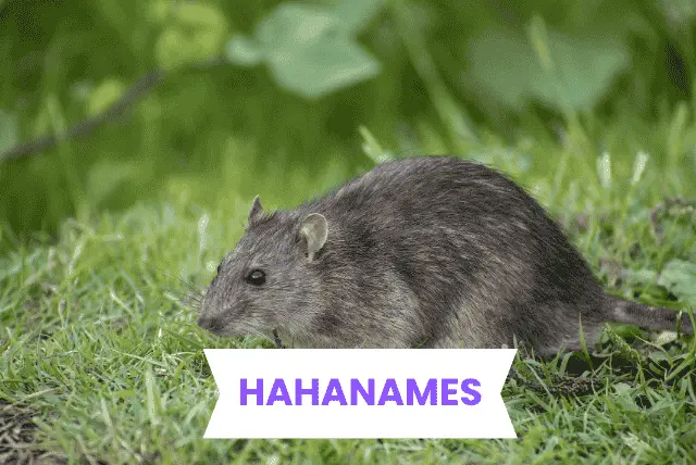 Rat Names