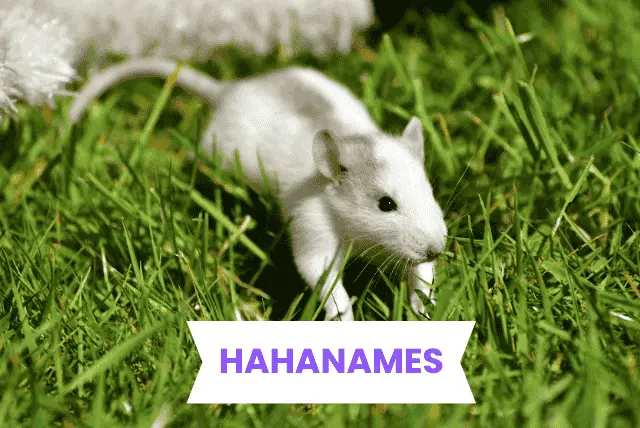 Rat Names