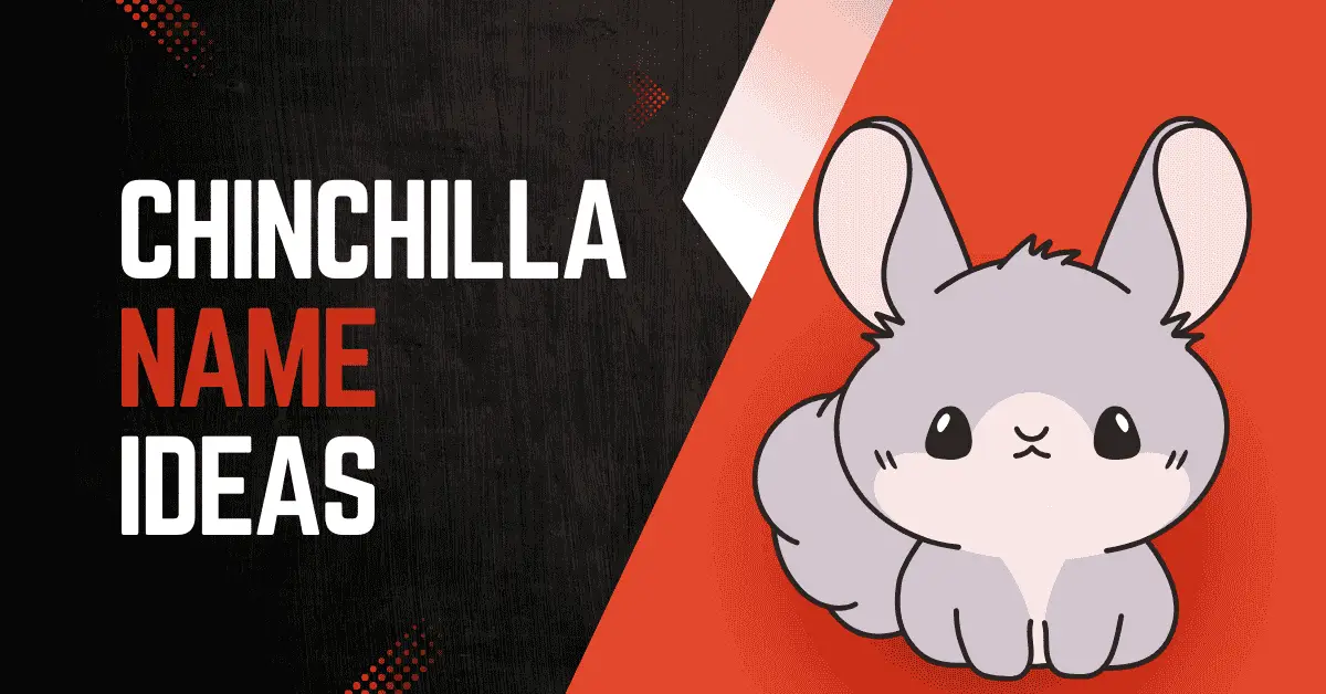 chinchilla