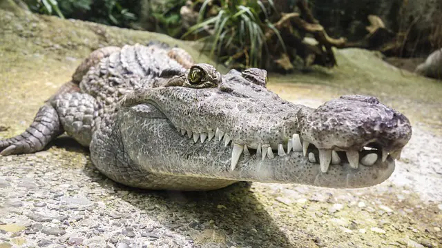 Alligator