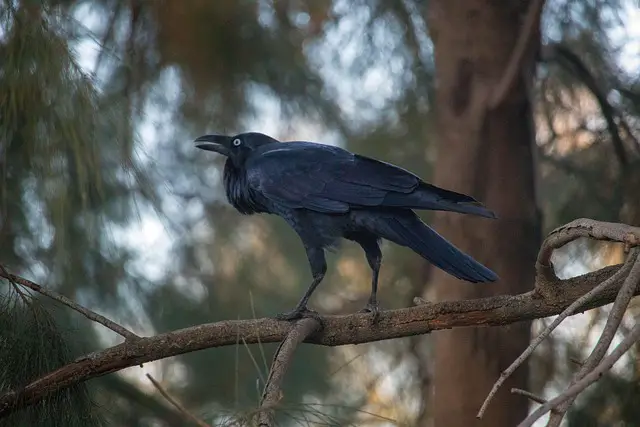 raven on tree