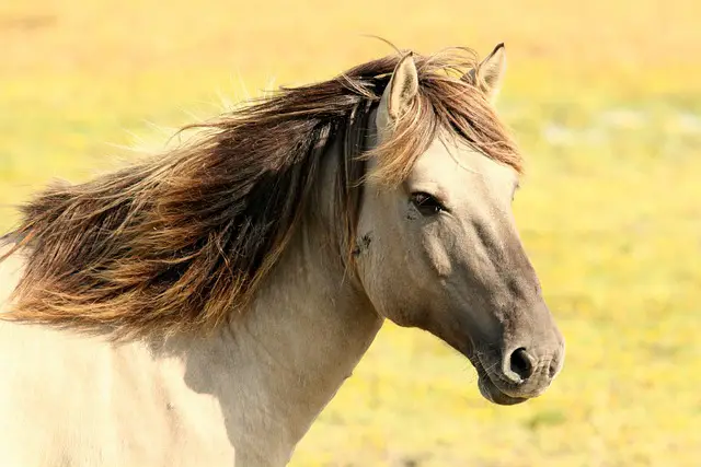 Horse Names ideas