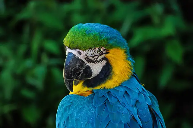 name parrot 