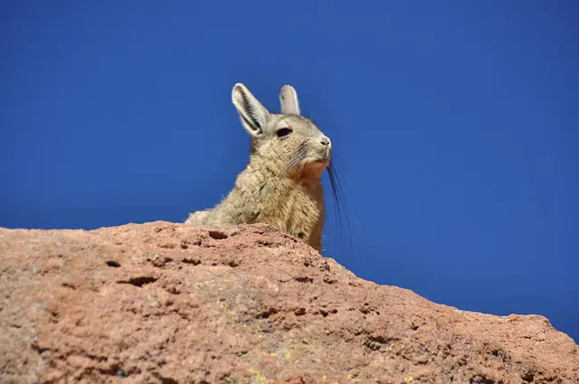 chinchilla