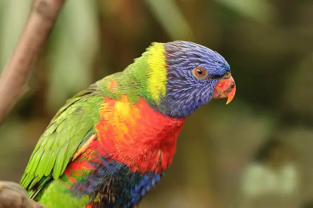 parrot name