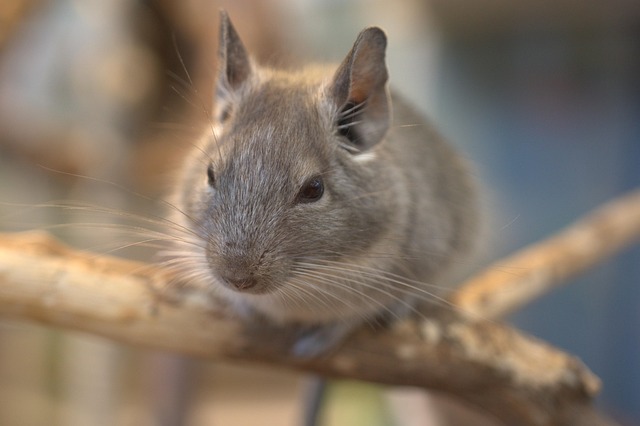 chinchilla