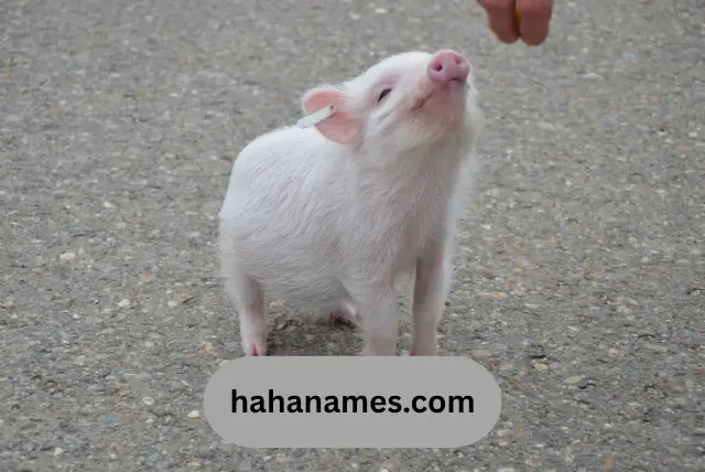 Funny Pig Names