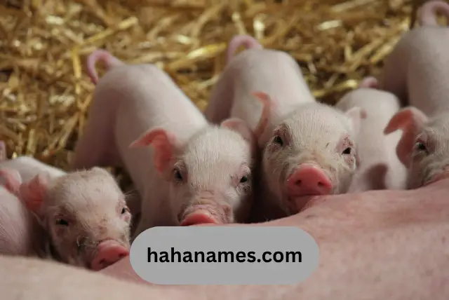 Funny Pig Names