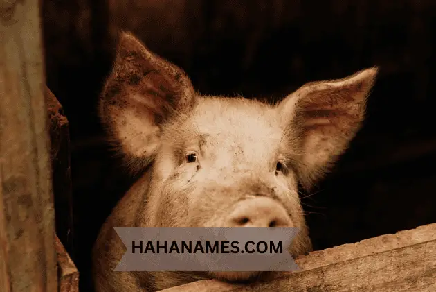 funny names for pet pigs