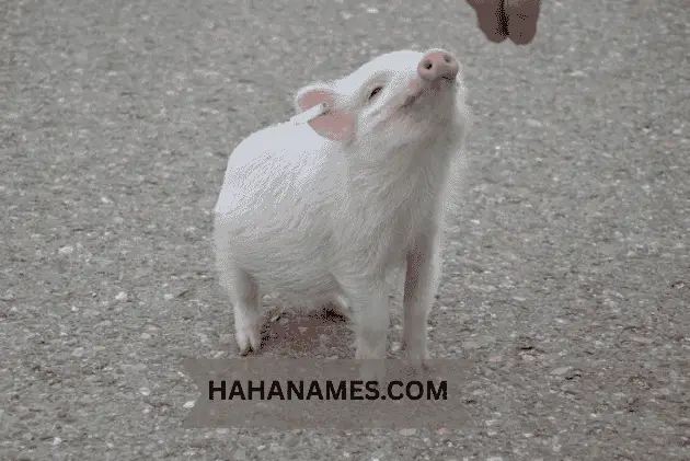 funny names for pet pigs