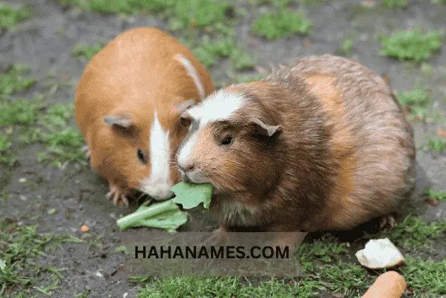 funny names for pet pigs